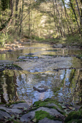 Obraz na płótnie Canvas Flowing creek on a green forest autumn landscape