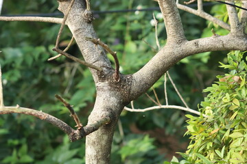 Obraz premium Lunuwarana, Crateva adansonii, Navala, Navilankai (Tamil). Without leaves