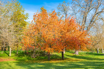 Fototapeta premium A beautiful tree in autumn, a carpet of yellow fallen leaves in the Bois of Vincennes 