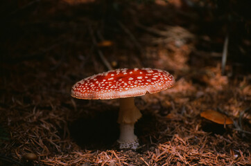 amanita muscaria fly mushroom