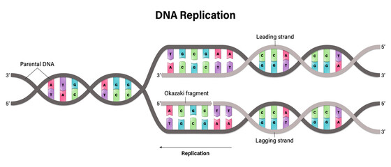 Diagram of DNA replication. Synthesis of leading strand and lagging strand during DNA replication.