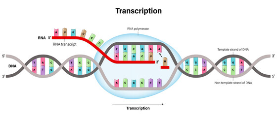 Transcription. DNA directed synthesis of RNA. - obrazy, fototapety, plakaty