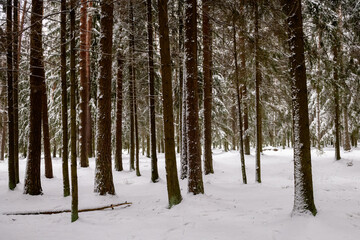 Selective focus photo. Snow covered pine trees in forest.