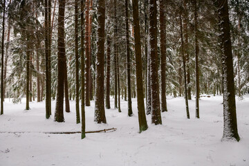 Selective focus photo. Snow covered pine trees in forest.