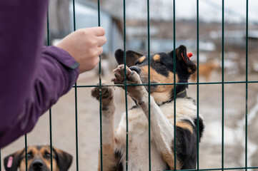 Animal shelter volunteer feeding the dogs. Dog at the shelter. Lonely dog in cage