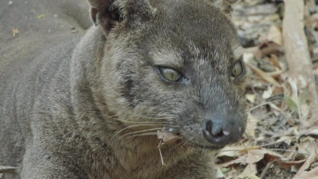 portrait of fossa: front view of face yawning and sniffing with dry leaves in background