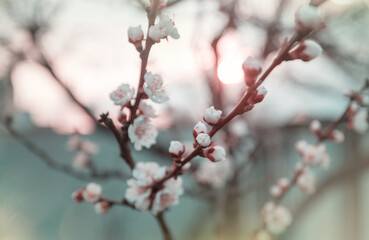 Fototapeta na wymiar Blossom tree