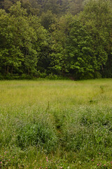 Unberührte Waldwiese