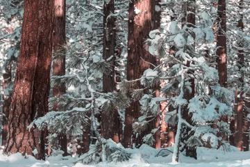 Selbstklebende Fototapeten Winter forest © Galyna Andrushko