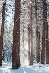 Plexiglas foto achterwand Winter forest © Galyna Andrushko