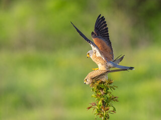 Lesser kestrel - Falco naumanni