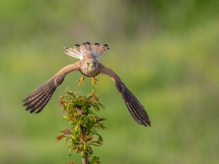 Lesser kestrel - Falco naumanni