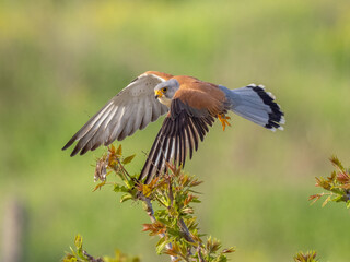 Lesser kestrel - Falco naumanni