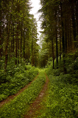 Eingewachsener Forstweg durch dichten Wald