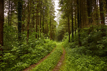 Überwucherte Forststrasse durch dichten Wald