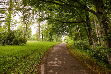 Waldweg unter Bäumen