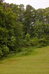 Fototapeta na wymiar Hügelige, grüne Wiese vor grünen Bäumen 