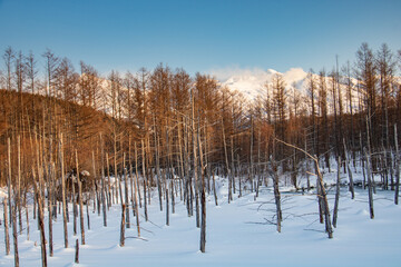 雪に覆われた青い池
