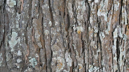 Obraz premium Bark from brown trees, rough surfaces, aging trunks. For making backgrounds or design designs.