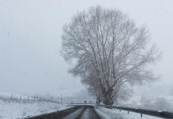 Ruta entre nieve