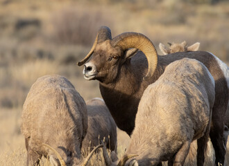 Bighorn sheep during the rut