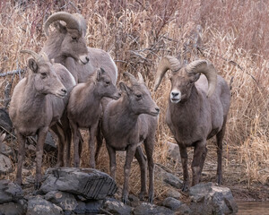 Bighorn sheep during the rut