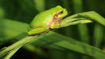 Relaxation of Japanese Tree Frog on The Green Leaves