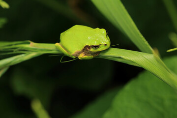 Secret Place of Japanese Tree Frog on The Leaves