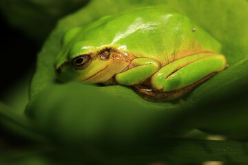 Detail of Japanese Tree Frog under Sunlight