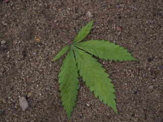 cannabis leaves falling to the ground in autumn