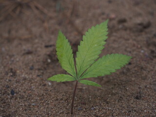 cannabis leaves falling to the ground in autumn