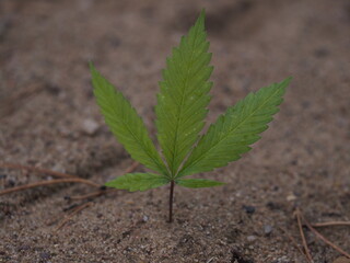 cannabis leaves falling to the ground in autumn