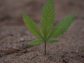 cannabis leaves falling to the ground in autumn