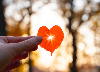 Red heart shaped leaf in a hand with sun shining through it