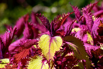 Variegated coleus ornamental bush (coleus scutellarioides) with two tone crimson and yellow leaves