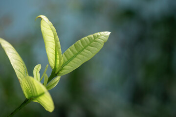 Side view of the growing green leaves