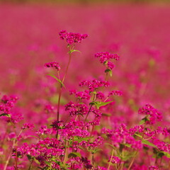 赤蕎麦の畑