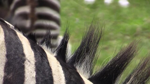 adult zebra mane and stripes, close-up shot of neck region, juvenile zebra in background