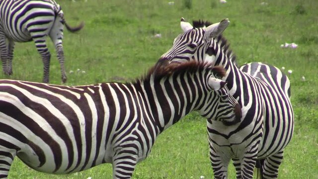 Zebra flirt: male with erection caresses an apparently pregnant female. More zebras around. Both animals scratch each other's necks. Medium to long shot in green savannah