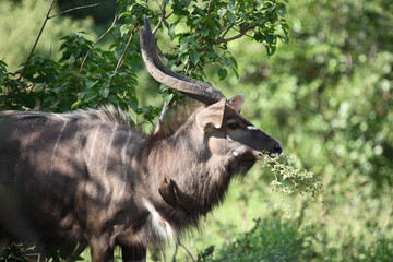 Nyala und Rotschnabel-Madenhacker / Nyala and Red-billed oxpecker / Tragelaphus angasii et Buphagus...
