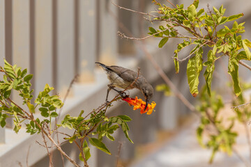 Female palestine sunbird with beak in a red flower