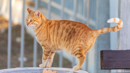 Homeless ginger cat stands