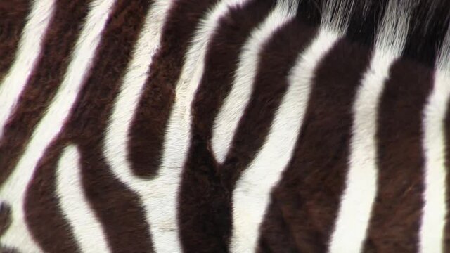 juvenile zebra mane and stripes, close-up shot of neck region, adult zebra in background