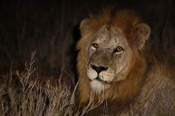 Afrikanischer Löwe / African lion / Panthera leo....