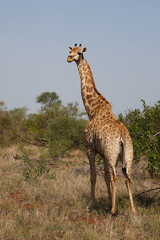 Giraffe / Giraffe / Giraffa camelopardalis