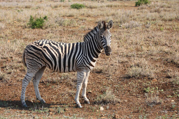 Steppenzebra / Burchell's zebra / Equus burchellii
