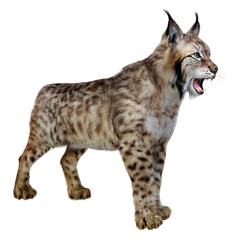 3D Rendering Lynx on White