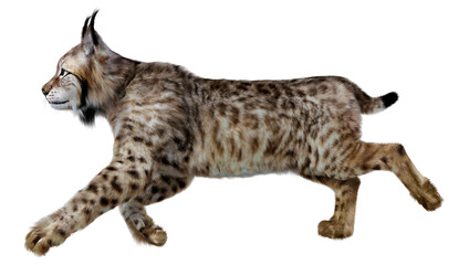 3D Rendering Lynx on White © photosvac