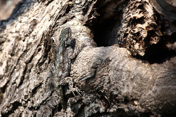 Atlasagame oder Blaukehlagame / Black-necked agama or Southern tree agama / Acanthocercus atricollis or Agama atricollis