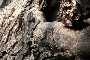 Atlasagame oder Blaukehlagame / Black-necked agama or Southern tree agama / Acanthocercus atricollis or Agama atricollis